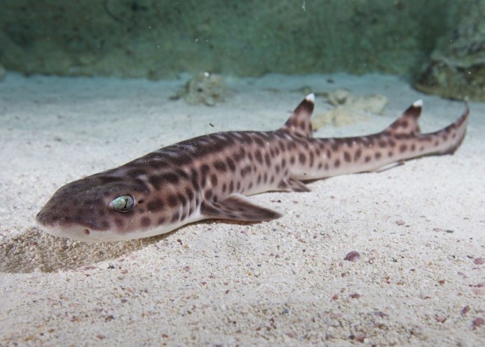 Triakis semifasciata