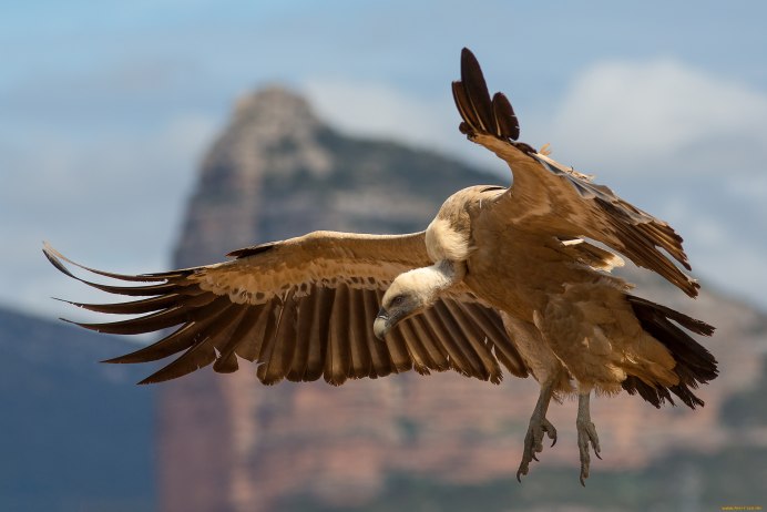 Gyps fulvus белоголовый СИП