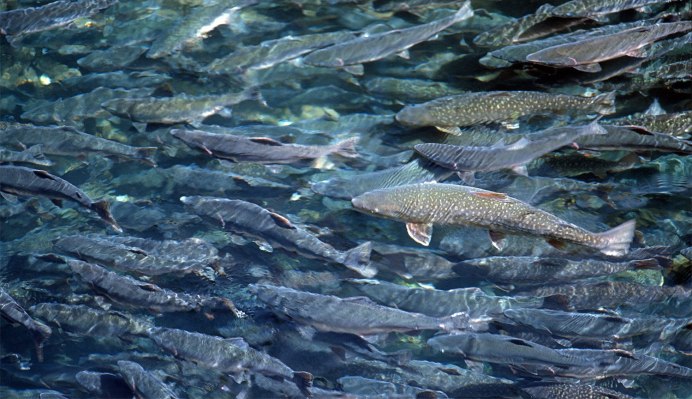 Чавыча Oncorhynchus tshawytscha
