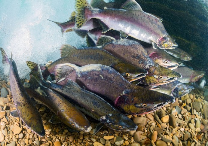 Рыба Охотского моря горбуша