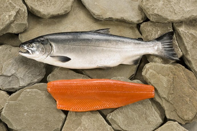 Чавыча Oncorhynchus tshawytscha