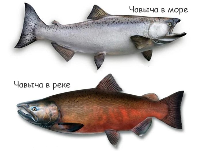 Ильменский заповедник рыбы