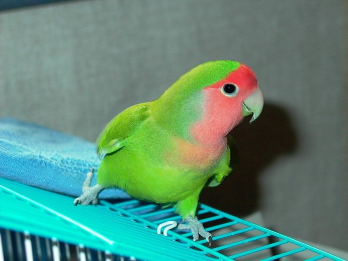 Корелла Cockatiel