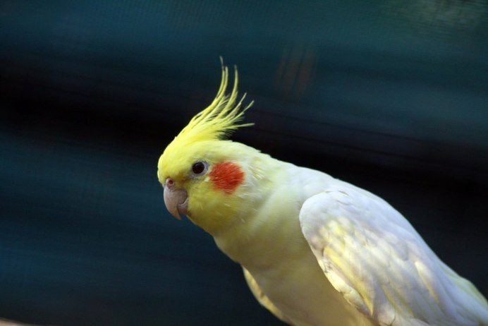 Корелла Cockatiel