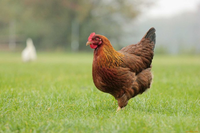 Курица фото