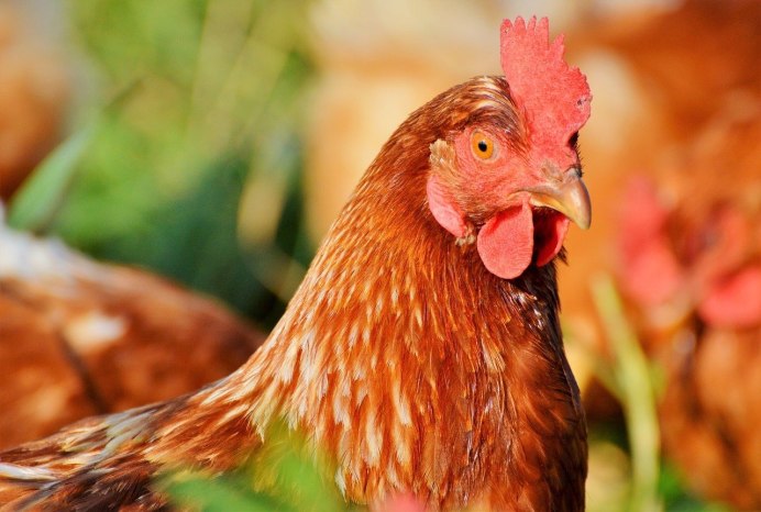 Курица домашняя птица