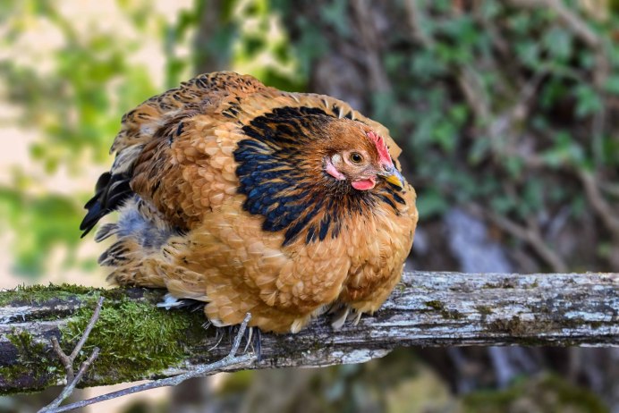 Лесные куры