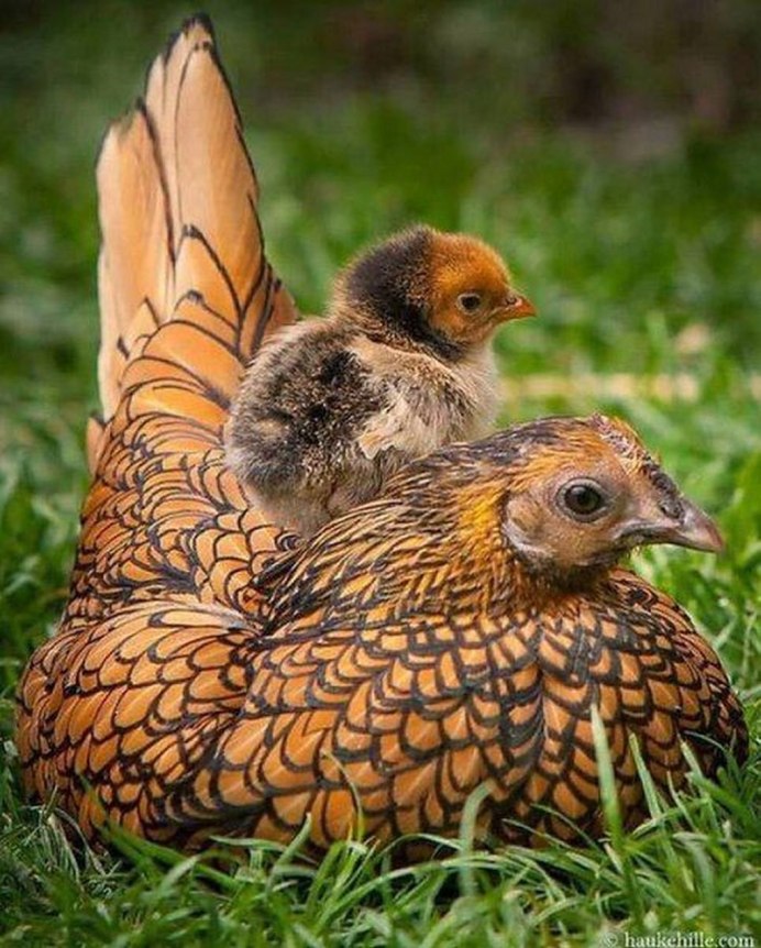 Куры Сибрайт шамуа