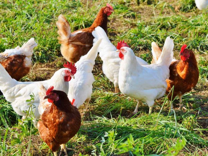 Куры Хайсекс