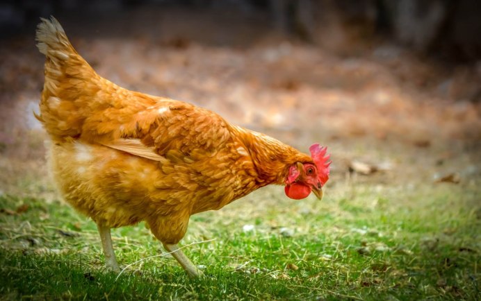 Курица Живая