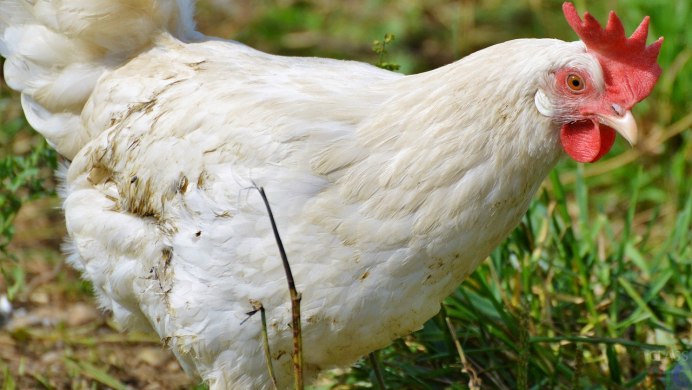Домашние животные курица