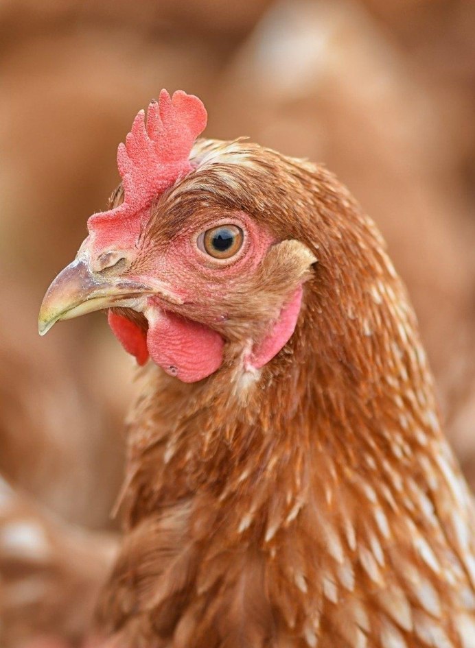 Для кур несушек