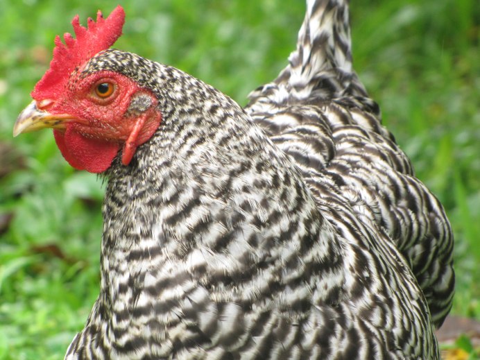 Красивая домашняя птица