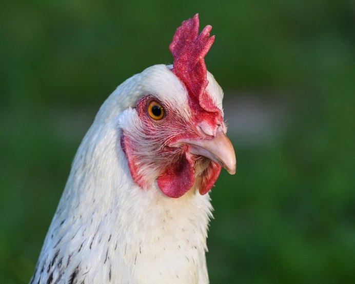 Курица обыкновенная