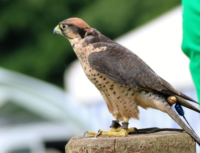 Кречет - Falco rusticolus Linnaeus