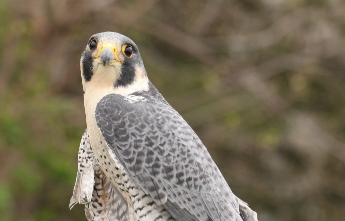 Кречет - Falco rusticolus Linnaeus
