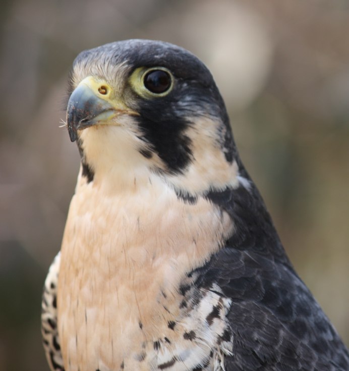 Дербник (Falco columbarius)
