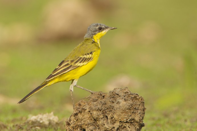 Птица Yellow Rumped Warbler