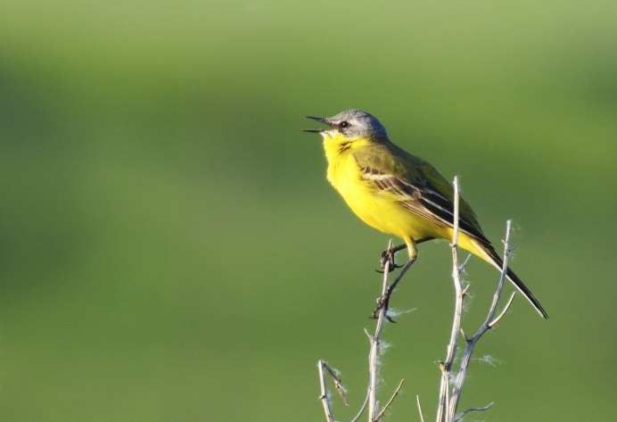 Птица Yellow Rumped Warbler