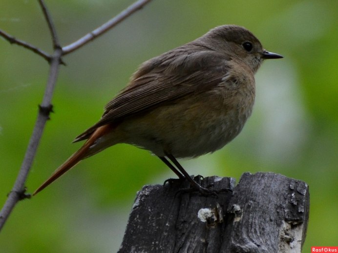 Зяблик горихвостка