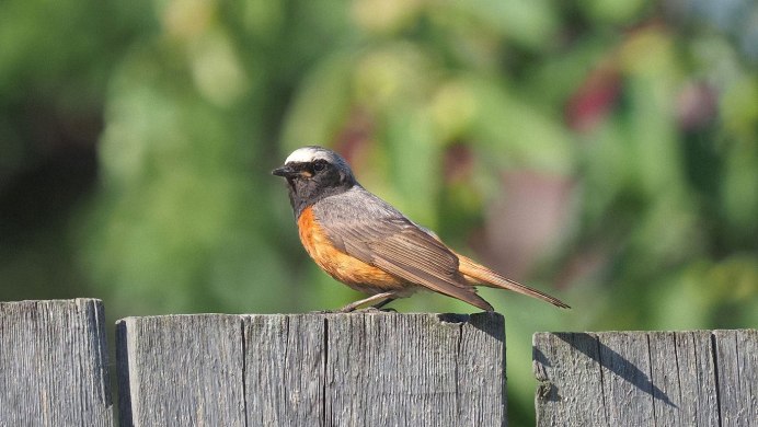 Обыкновенная горихвостка (Phoenicurus Phoenicurus)