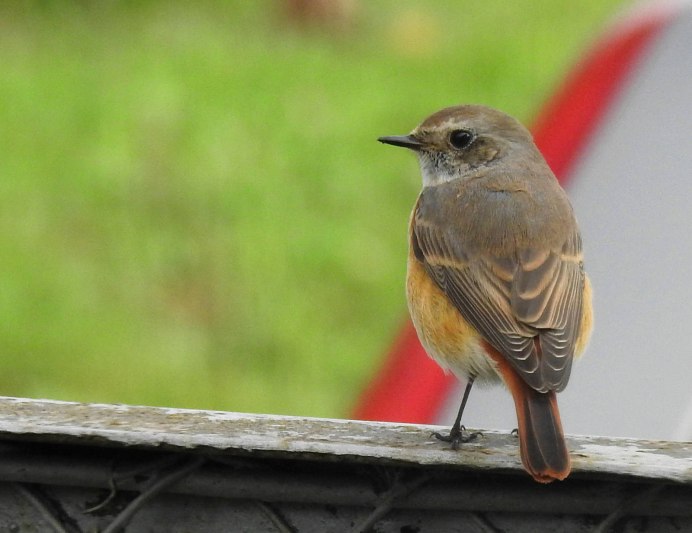 Горихвостка-Чернушка (Phoenicurus ochruros)