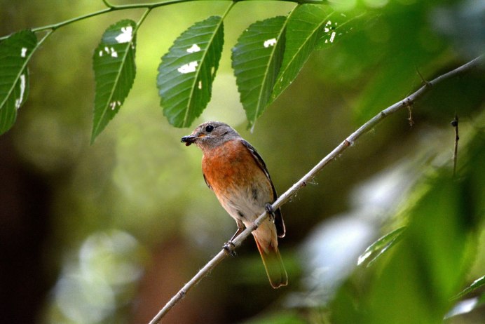Горихвостка обыкновенная Садовая самец