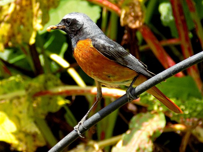 Обыкновенная горихвостка