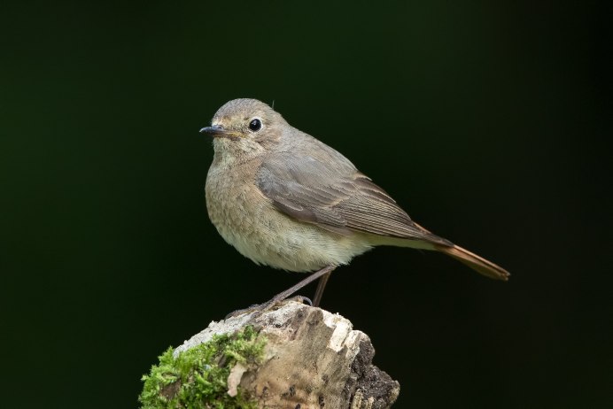 Обыкновенной горихвостка в полете