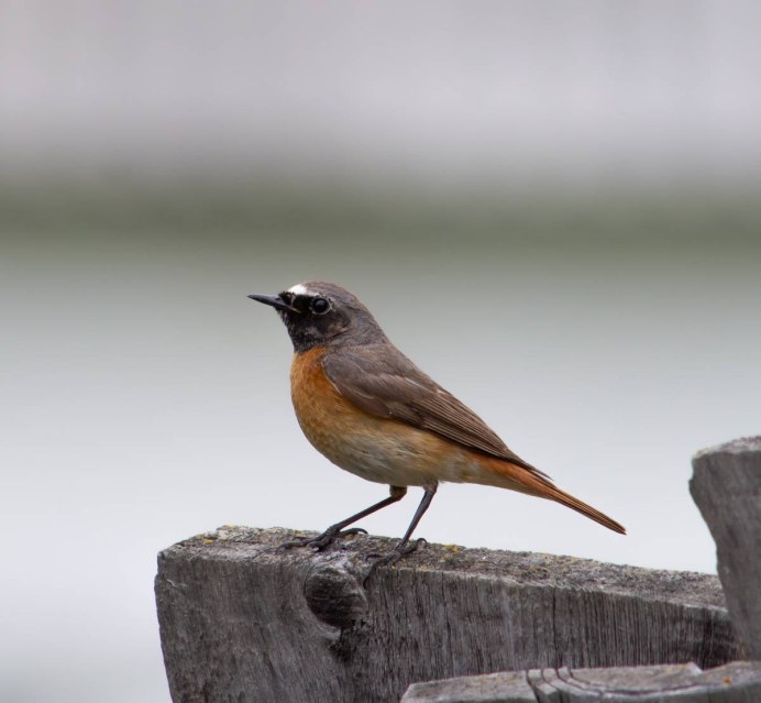 Обыкновенная горихвостка (Phoenicurus Phoenicurus)
