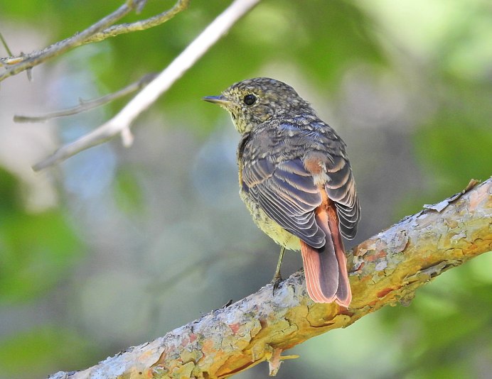 Обыкновенная горихвостка самка