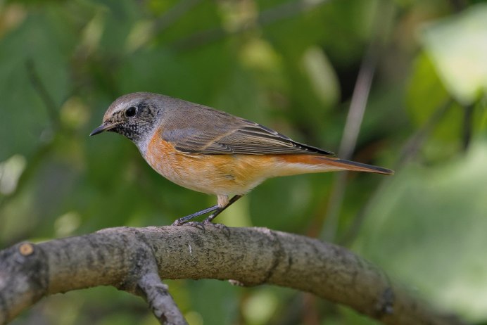 Зарянка горихвостка