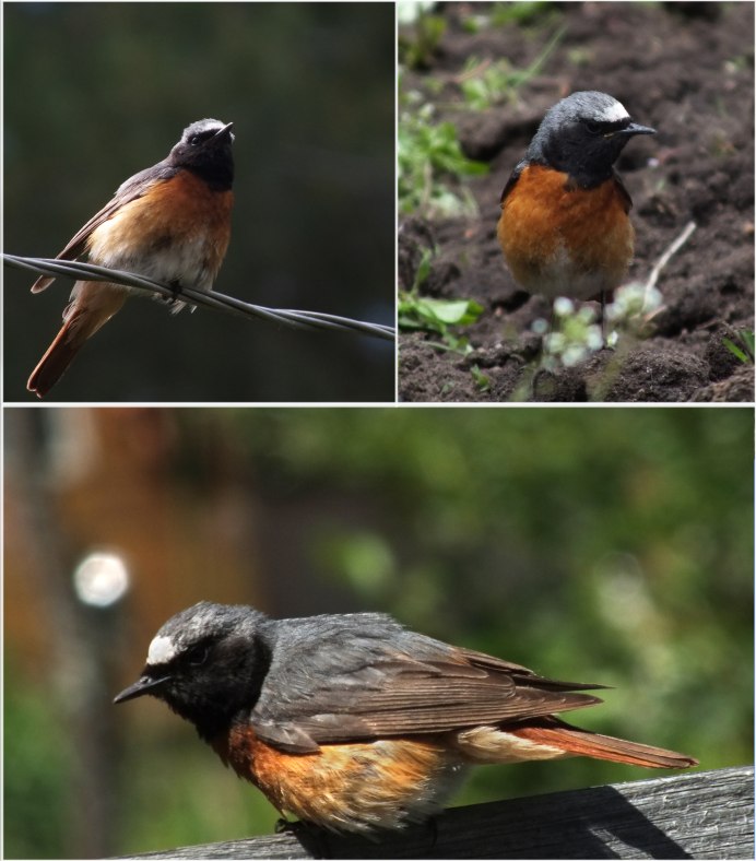 Обыкновенная горихвостка (Phoenicurus Phoenicurus)