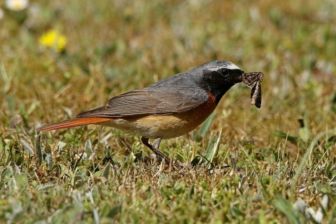 Сибирские горихвостки Забайкальского края