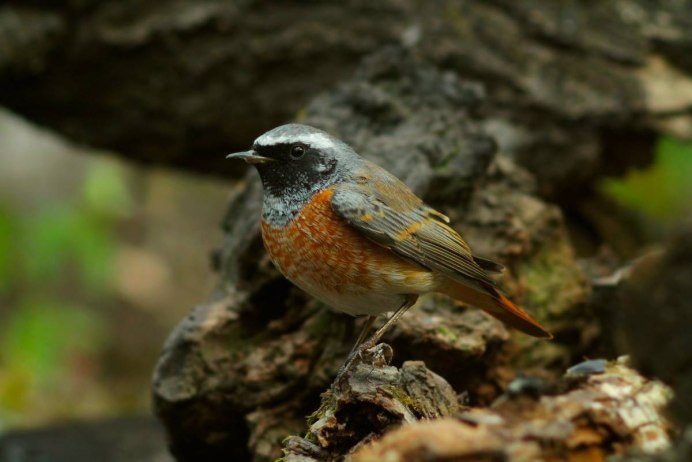 Обыкновенная горихвостка