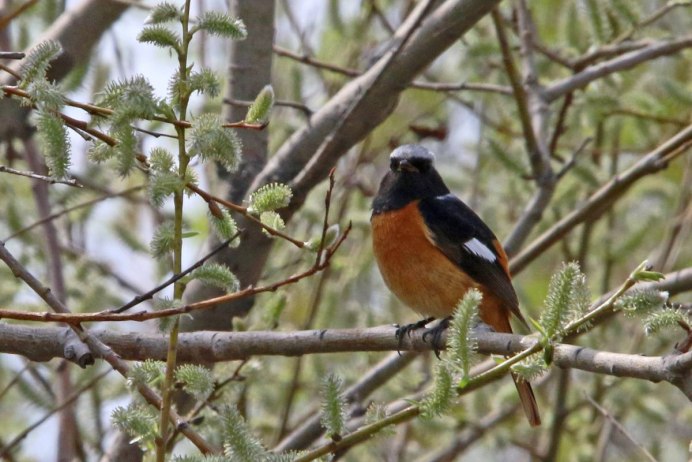 Красноспинная горихвостка самка