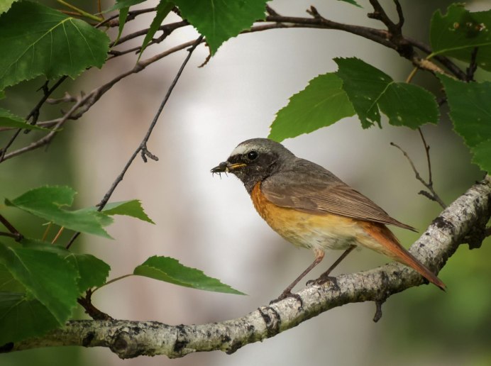 Сизая горихвостка птица