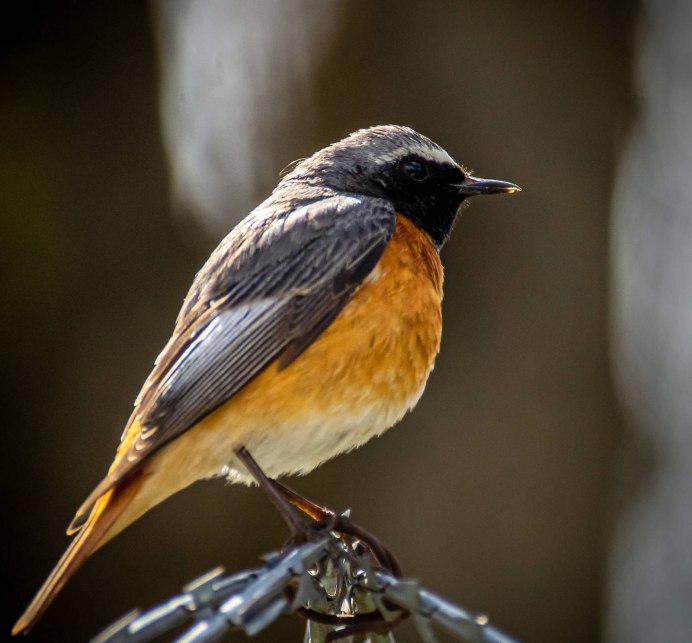 Горихвостка обыкновенная Садовая лысушка