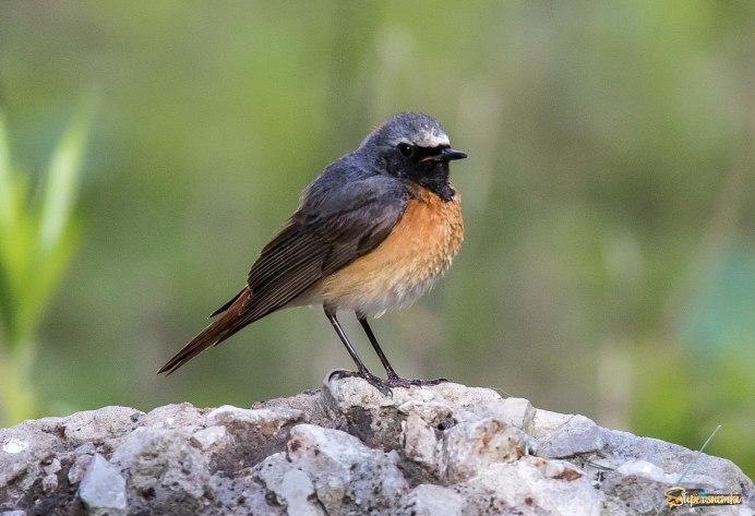 Обыкновенная горихвостка самка