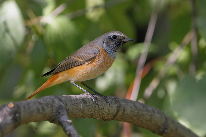 Горихвостка лысушка