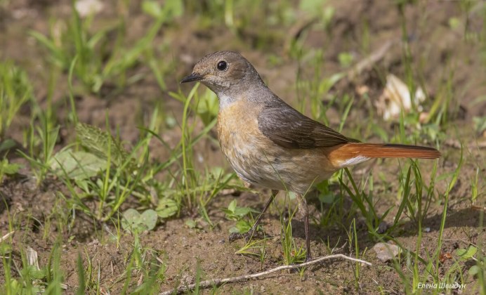 Горихвостка обыкновенная птица