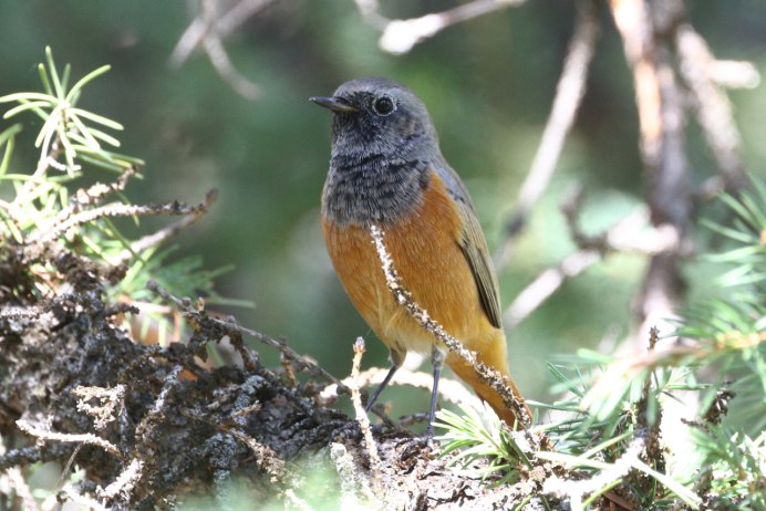 Горихвостка в осеннем наряде самка