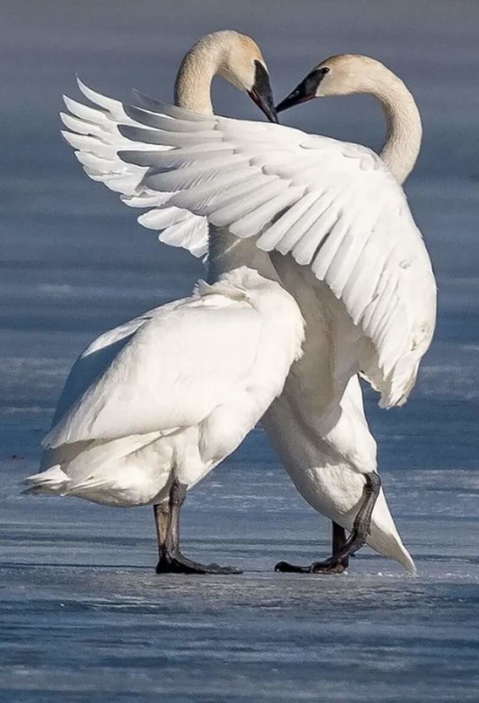 Любовь и лебеди