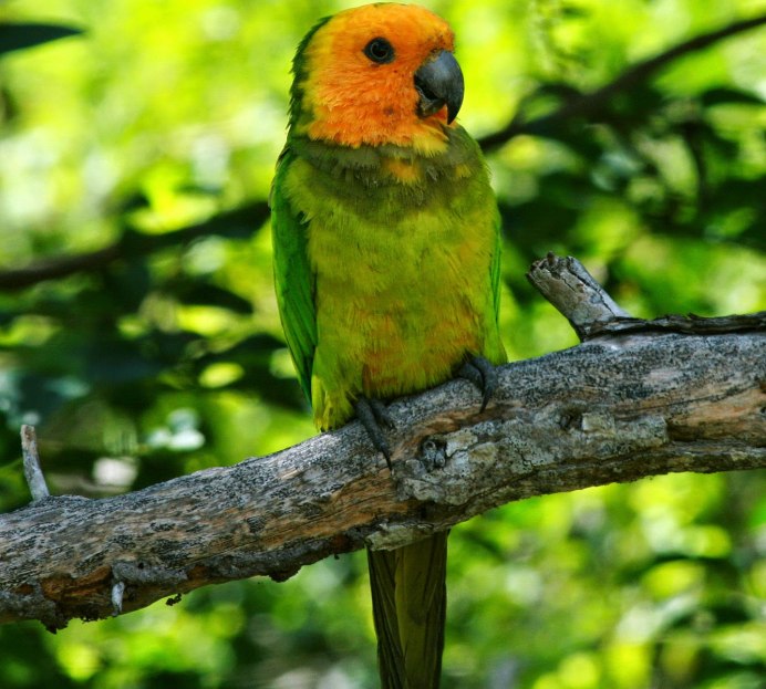 Ten Parrots