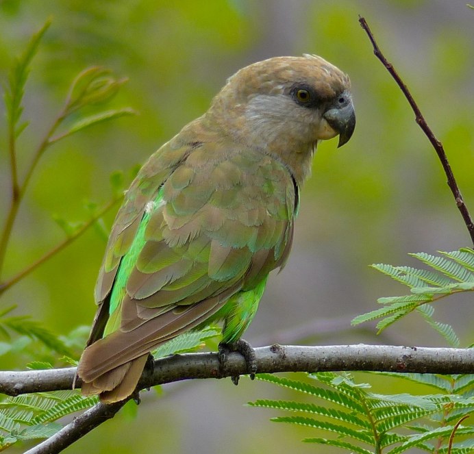 Poicephalus rufiventris