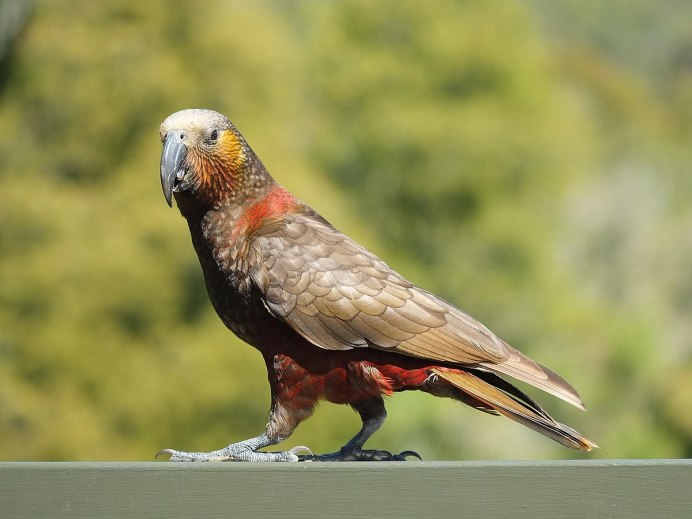 Nestor meridionalis (Кака)