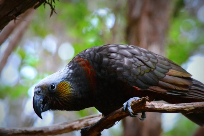 New Zealand Parrot