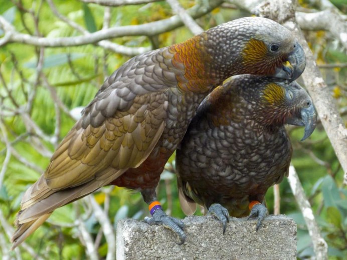 Poicephalus cryptoxanthus
