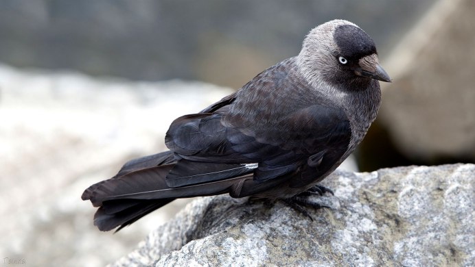 Coloeus monedula Грач