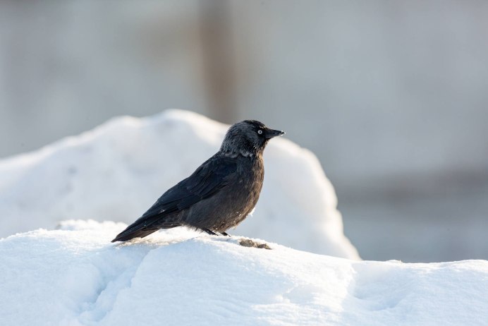 Corvus monedula Linnaeus гнездо